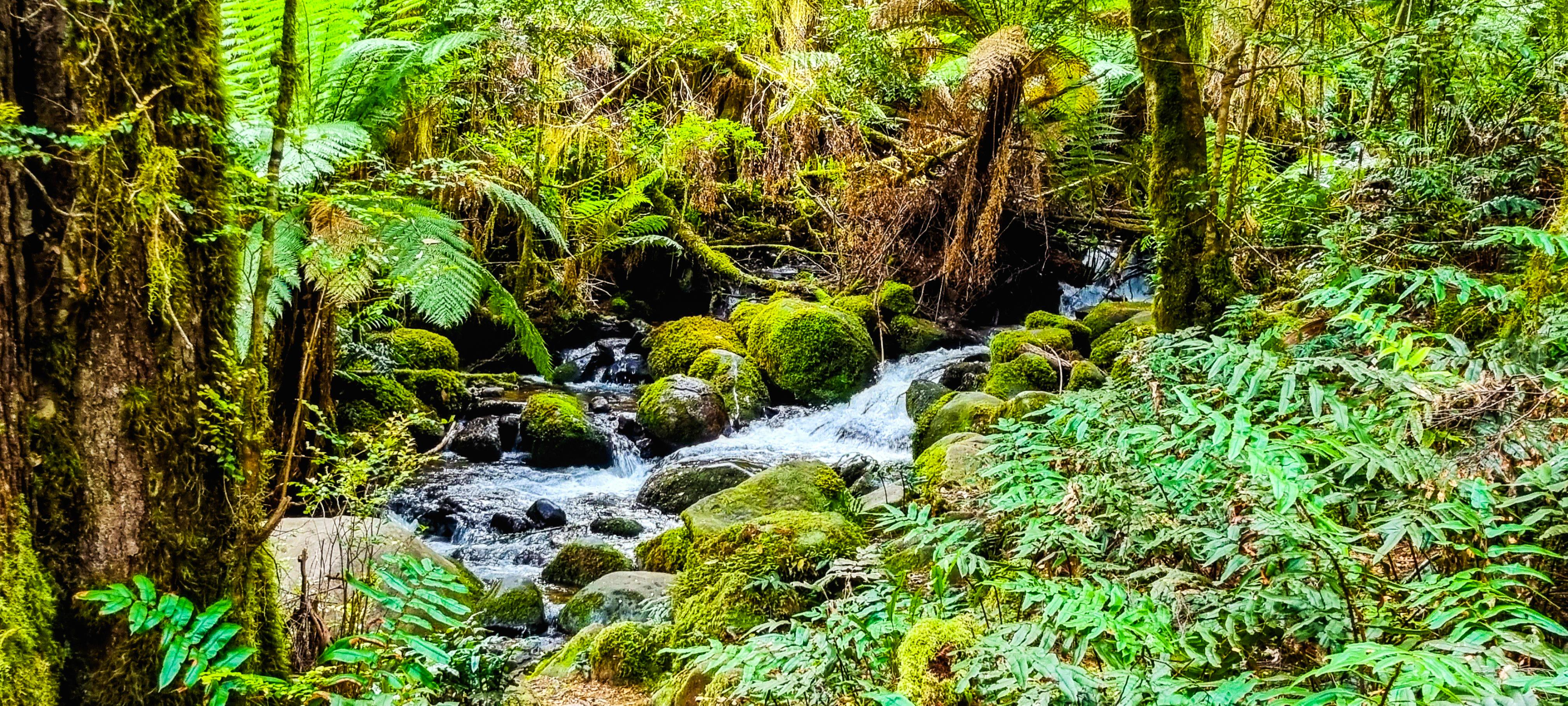 Rainforest Gallery